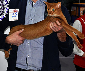 Первая победа кота Зефира на выставке 3 сентября 2016, Барнаул