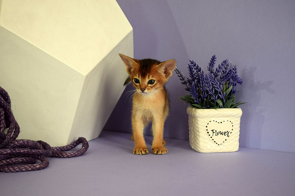 Изображение абиссинсккого кота «Zephyr ABY Evrik» дикого окраса из питомника «Зефир»