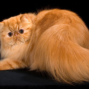 Рыжая персидская кошка