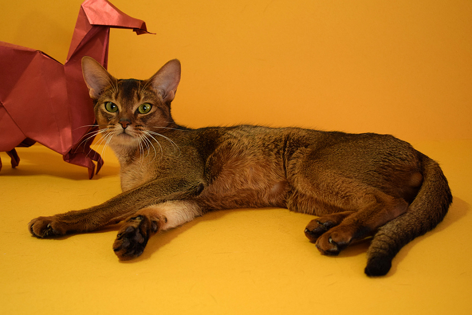 Фото абиссинсккого кота «Батута» дикого окраса из питомника «Зефир»