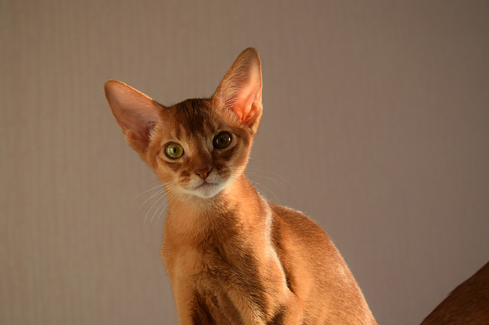 Фото абиссинсккой кошки «Astra of Zephyr» соррель окраса из питомника «Зефир»