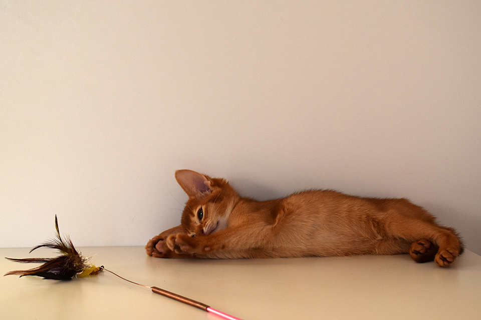 Фото-слайд абиссинсккой кошки «Alisa of Zephyr» соррель окраса из питомника «Зефир»