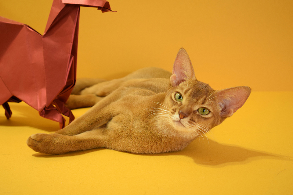 Фото абиссинсккой кошки «ZEPHYR ABY CHIKA» соррель окраса из питомника «Зефир»
