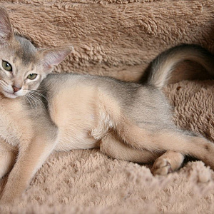 Голубой абиссинский котенок