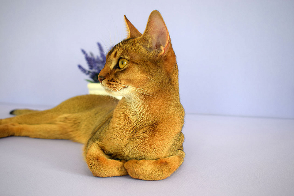 Фотокарточка абиссинсккой кошки «Вишни» дикого окраса из питомника «Зефир»