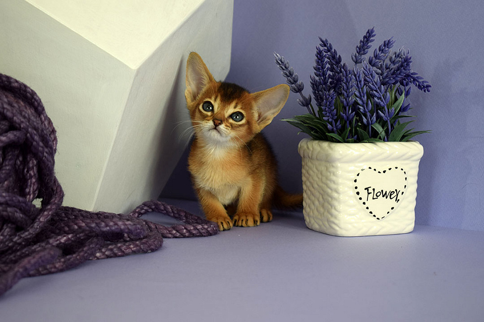 Фотография абиссинсккой кошки «Zephyr ABY Elizabeth» дикого окраса из питомника «Зефир»