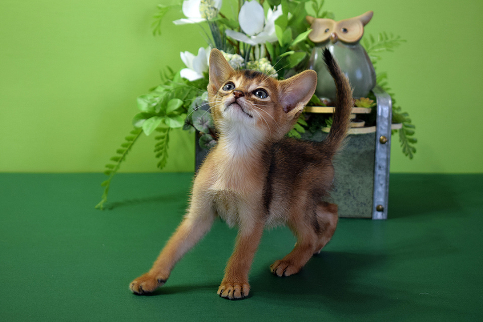 Фотография абиссинсккого кота «Zephyr ABY Jazz» дикого окраса из питомника «Зефир»