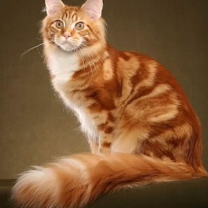 Большая рыжая кошка, мейн-кун