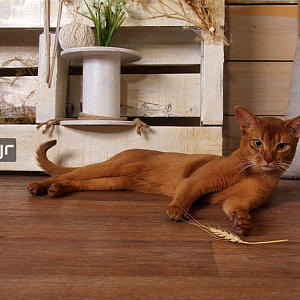 Внешне абиссинские кошки рыжие, медные, кирпично-коричневые, красно-коричневые