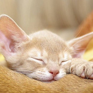 Абиссинский котенок. Лапка и носик розового цвета