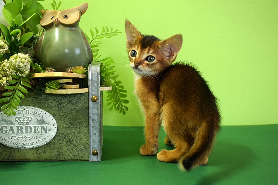 Фото абиссинсккой кошки «Zephyr ABY Demetra» дикого окраса из питомника «Зефир»