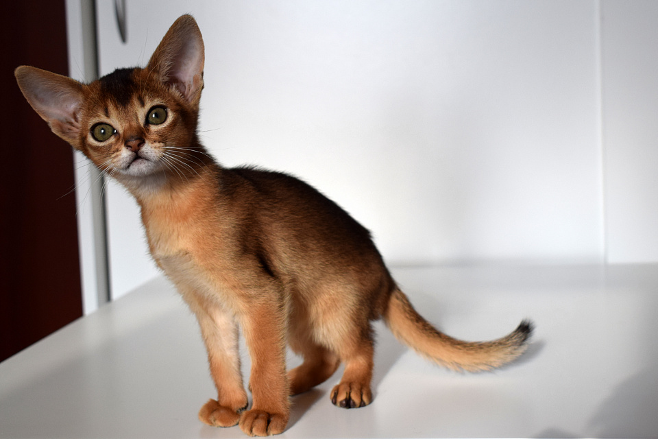 Фотокарточка абиссинсккой кошки «Асоки» дикого окраса из питомника «Зефир»