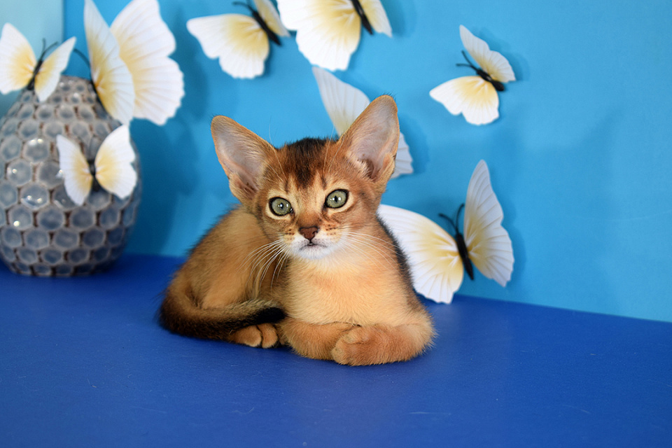 Фотография абиссинсккой кошки «ZEPHYR ABY VISHNYA» дикого окраса из питомника «Зефир»