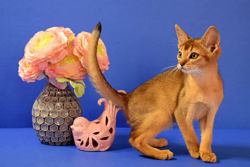 Фотокарточка абиссинсккой кошки «Вишни» дикого окраса из питомника «Зефир»