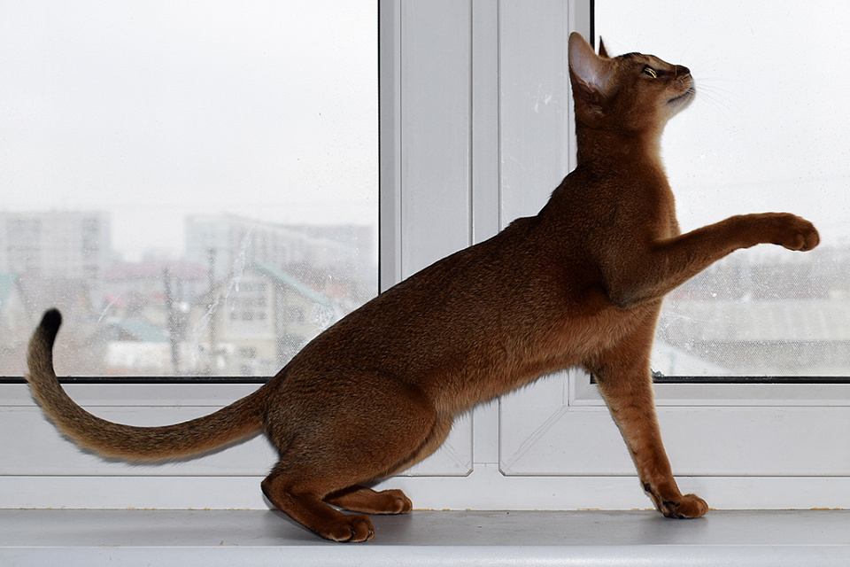 Фотокарточка абиссинсккой кошки «Тайги» дикого окраса из питомника «Зефир»