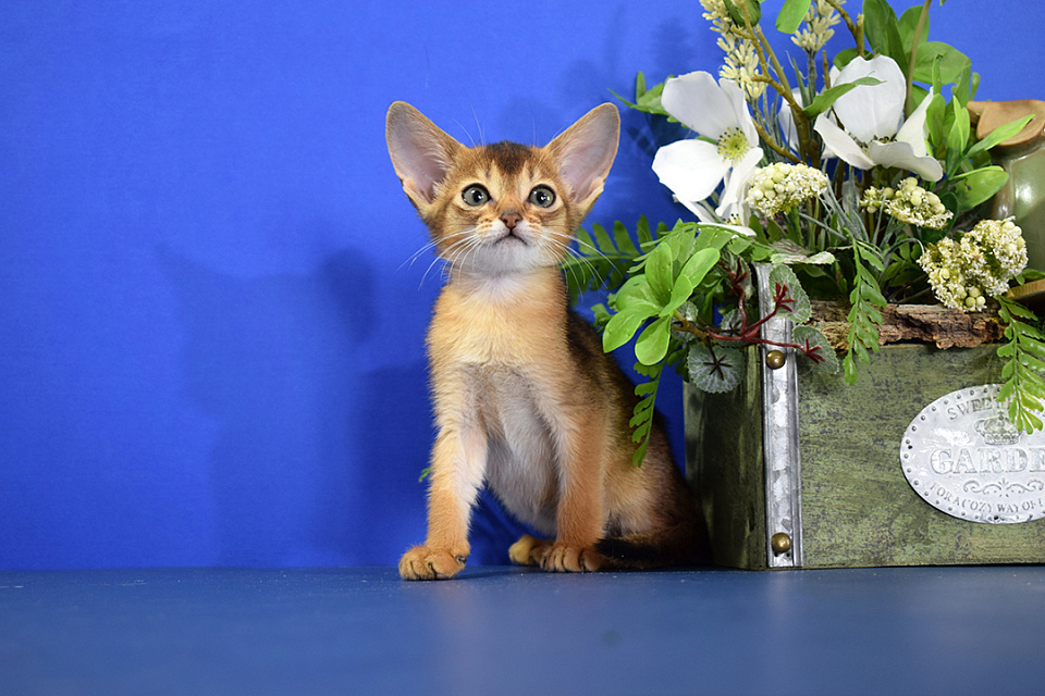 Фотокарточка абиссинсккой кошки «Zephyr ABY Yashma» дикого окраса из питомника «Зефир»