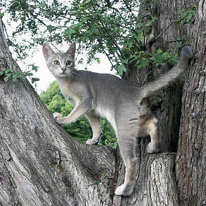 Голубой абиссинский кот на дереве