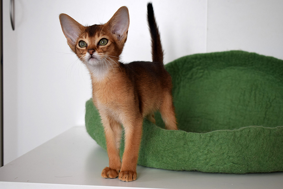 Фото-слайд абиссинсккого кота «Батута» дикого окраса из питомника «Зефир»