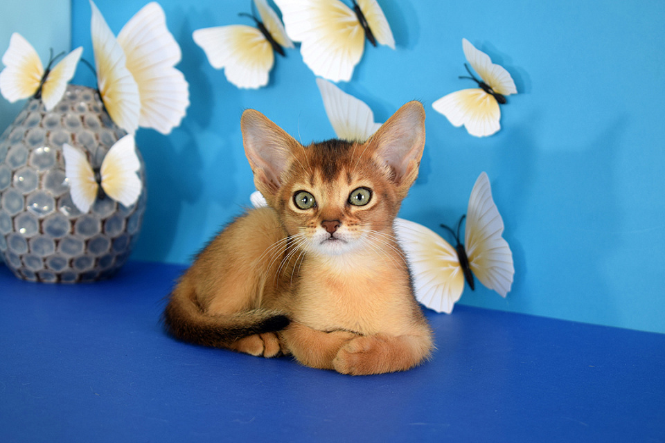 Фотокарточка абиссинсккой кошки «ZEPHYR ABY VISHNYA» дикого окраса из питомника «Зефир»