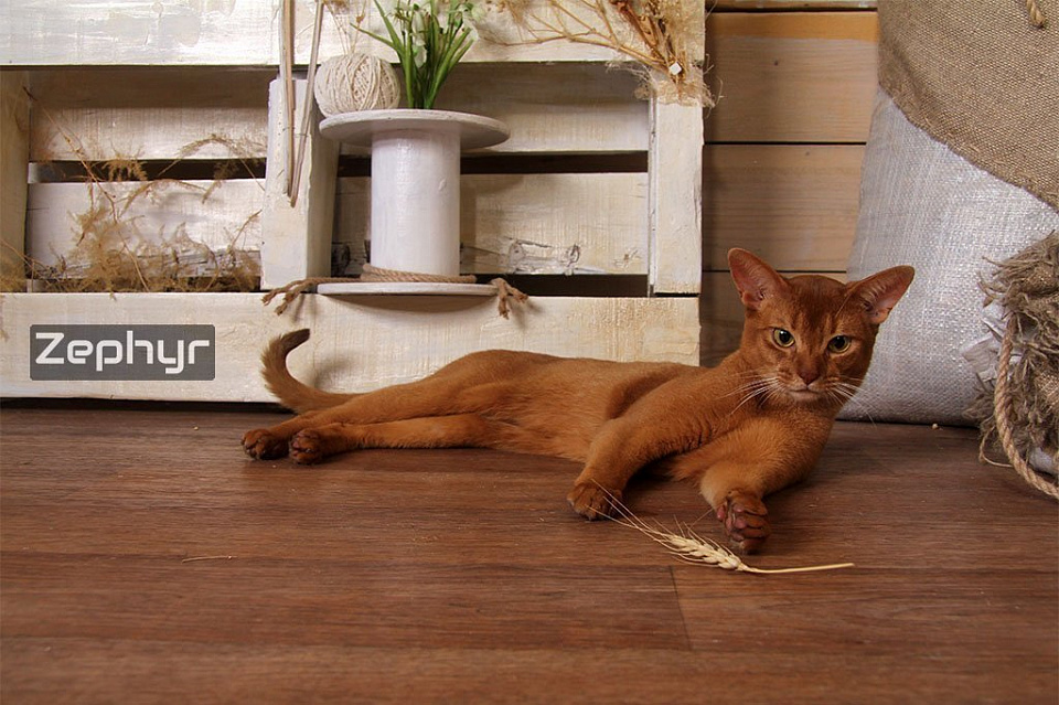 Фото абиссинсккого кота «Зефира» соррель окраса из питомника «Зефир»