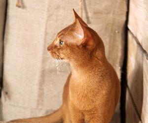 Абиссинский профиль у кота окраса sorrel