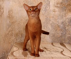 Игривость и контактность у абиссинского кота в крови даже на незнакомой местности