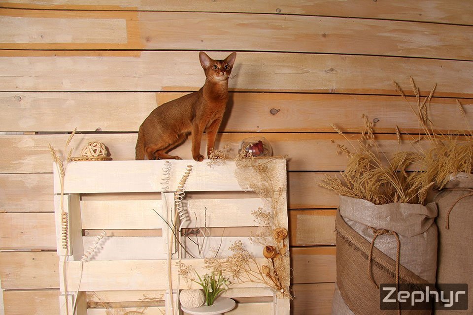 Фотокарточка абиссинсккой кошки «Дарины» дикого окраса из питомника «Зефир»
