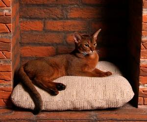 Darina, abyssinian ruddy cat