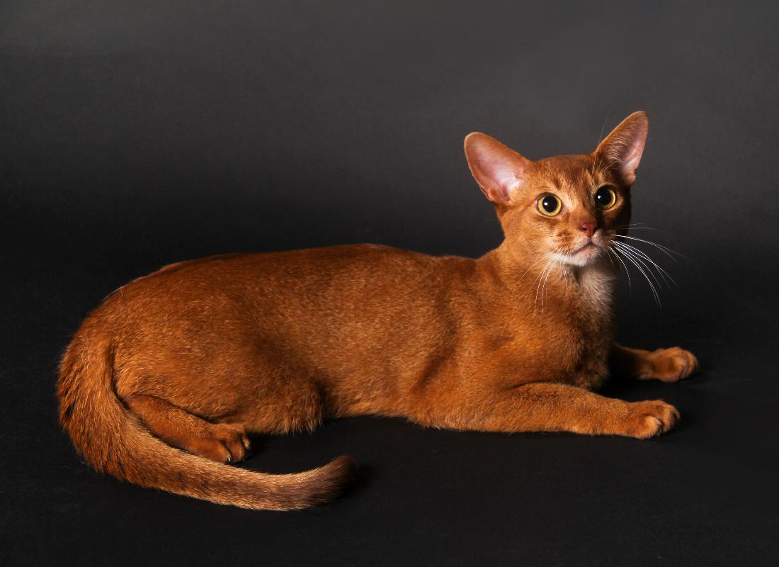 Фотографии абиссинскую породу. Абиссинская кошка. Абиссинская кошка породы кошек. Порода абиссинец. Эфиопский абиссинец.