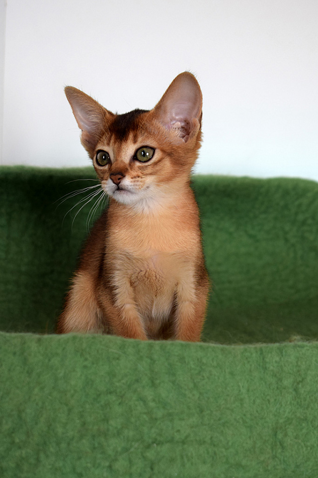 Изображение абиссинсккой кошки «Zephyr aby Brauny» дикого окраса из питомника «Зефир»