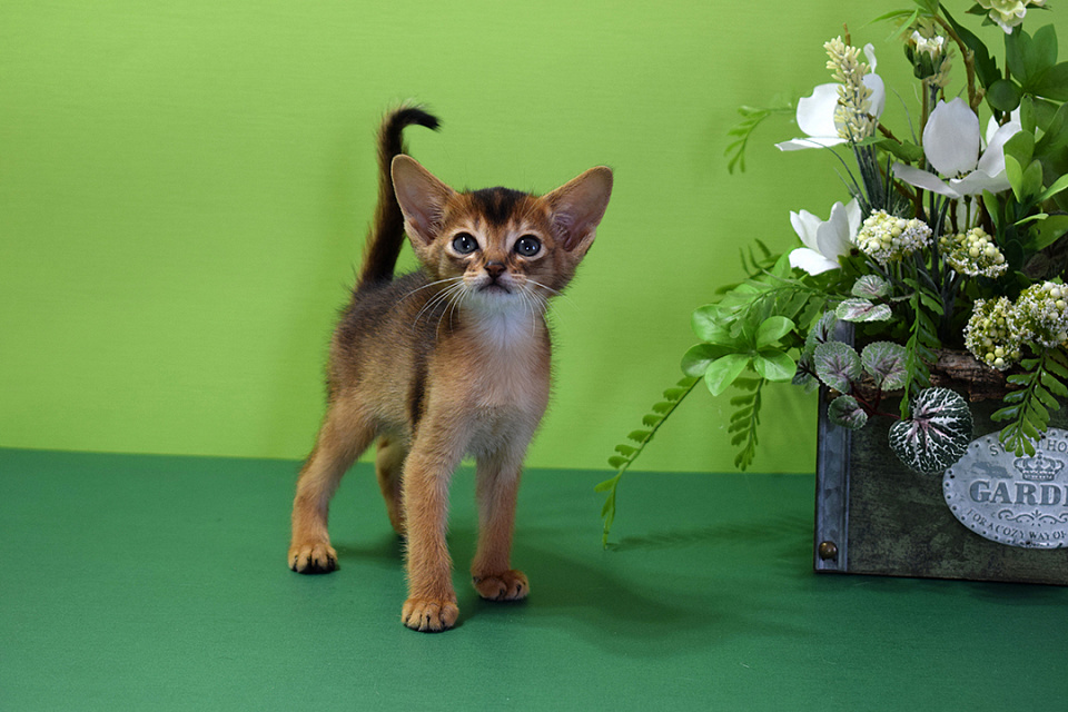 Фотокарточка абиссинсккого кота «Zephyr ABY Jazz» дикого окраса из питомника «Зефир»