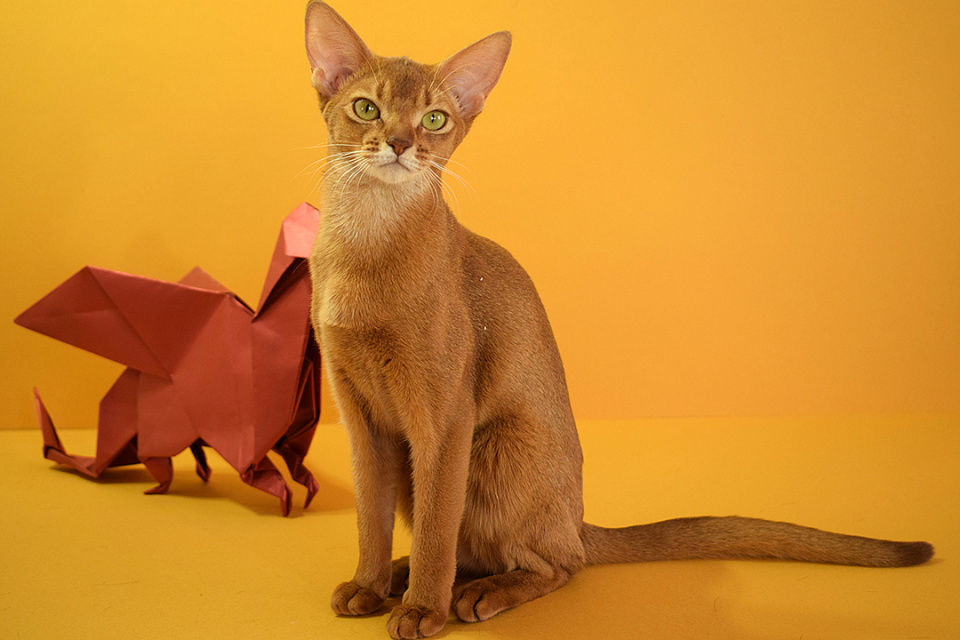 Фотокарточка абиссинсккой кошки «ZEPHYR ABY CHIKA» соррель окраса из питомника «Зефир»
