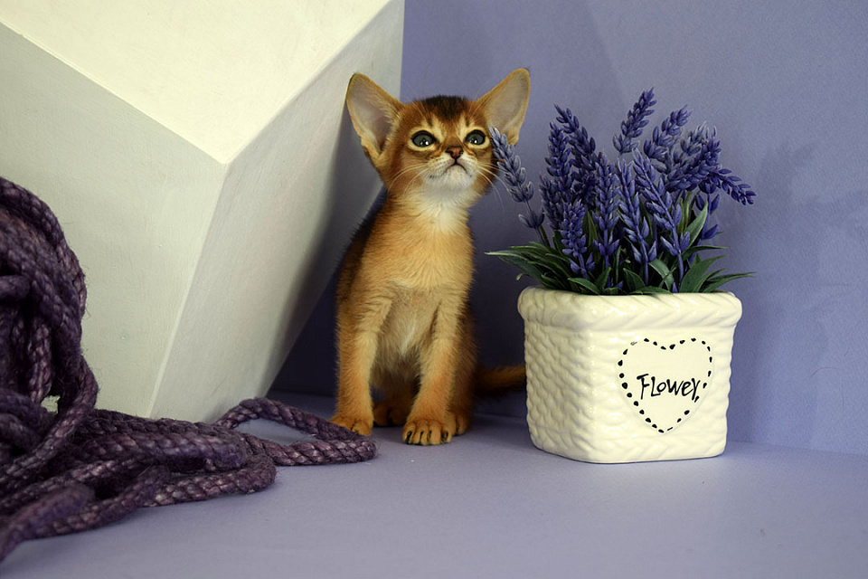 Фотокарточка абиссинсккой кошки «Zephyr ABY Elizabeth» дикого окраса из питомника «Зефир»