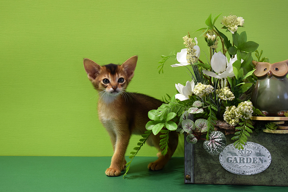 Фотокарточка абиссинсккой кошки «Zephyr ABY Shery» дикого окраса из питомника «Зефир»
