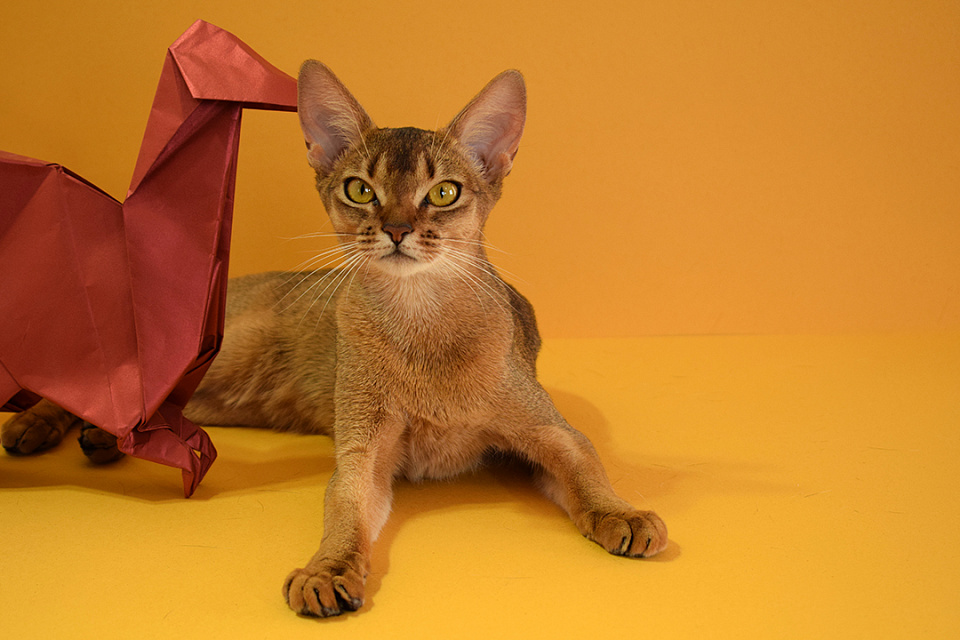 Фотография абиссинсккой кошки «Вишни» дикого окраса из питомника «Зефир»