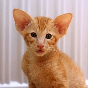 Маленькая рыжая ориентальная кошка