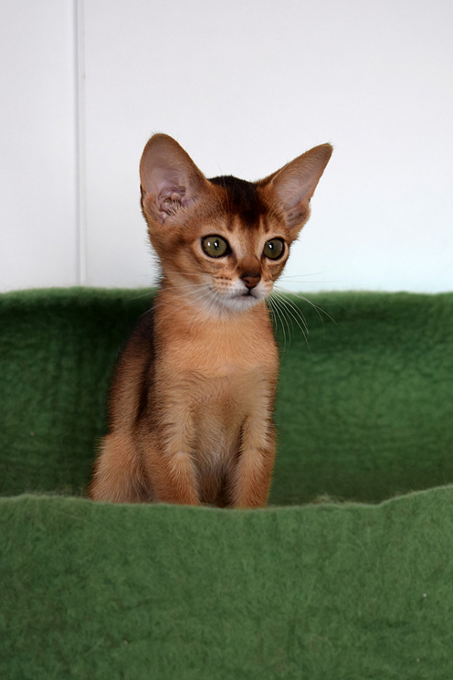 Фото-слайд абиссинсккой кошки «Zephyr aby Brauny» дикого окраса из питомника «Зефир»
