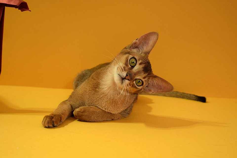 Фото-слайд абиссинсккого кота «Zephyr ABY Martin» дикого окраса из питомника «Зефир»
