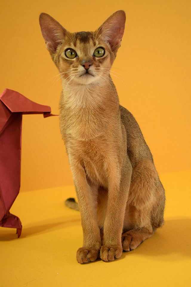 Фотография абиссинсккого кота «Zephyr ABY Martin» дикого окраса из питомника «Зефир»