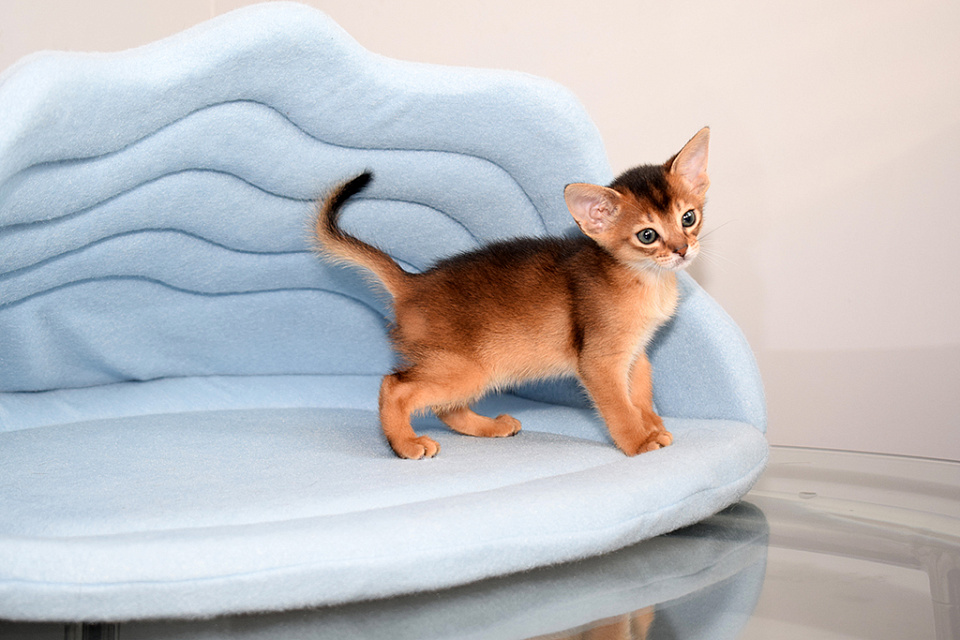 Фото-слайд абиссинсккой кошки «Кошечка от Тайги и Зефира» дикого окраса из питомника «Зефир»