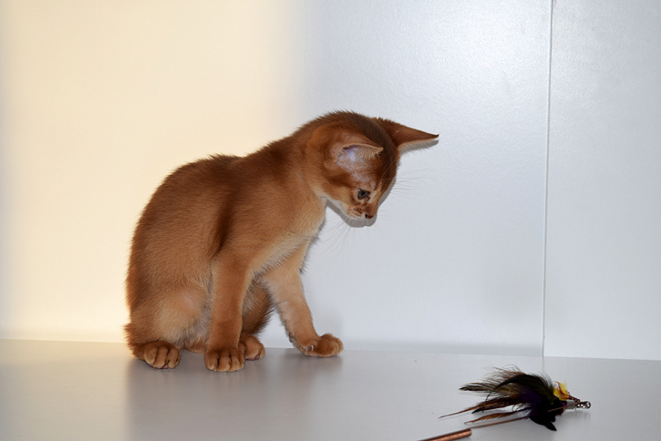 Фотография абиссинсккой кошки «Alisa of Zephyr» соррель окраса из питомника «Зефир»