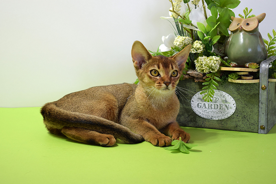 Изображение абиссинсккой кошки «Вишни» дикого окраса из питомника «Зефир»