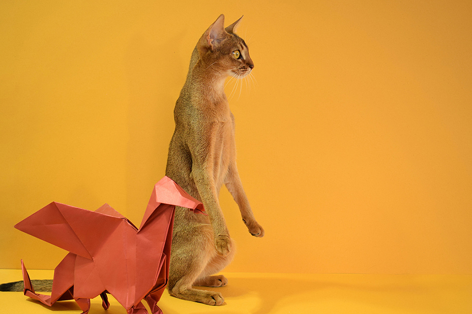 Фото-слайд абиссинсккой кошки «Вишни» дикого окраса из питомника «Зефир»