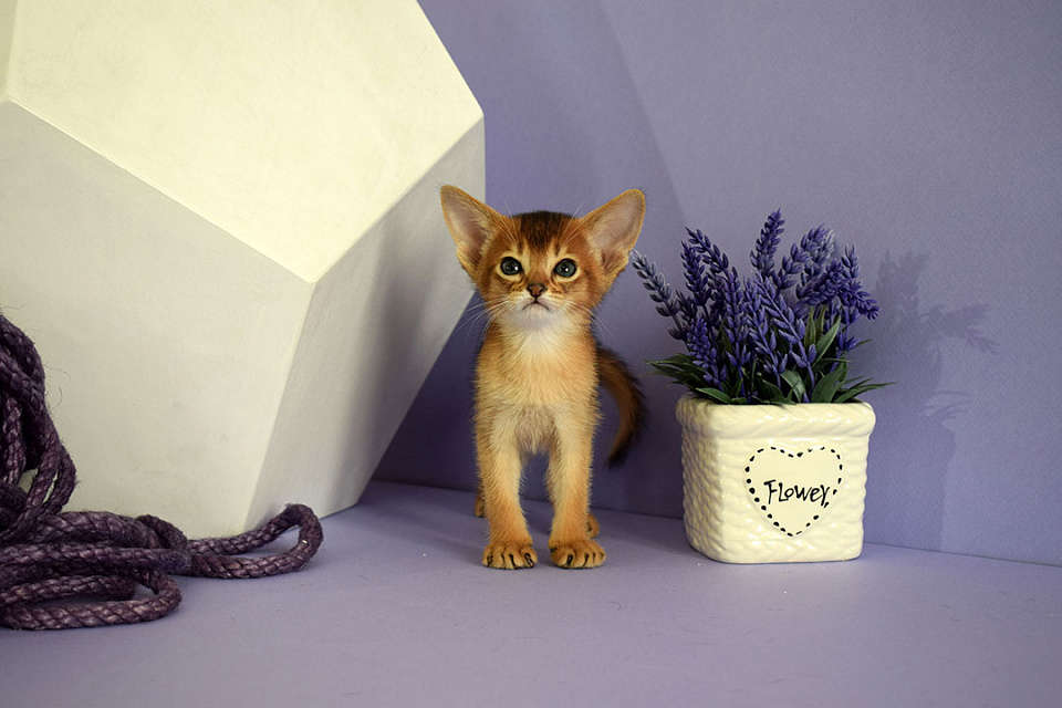 Фото-слайд абиссинсккого кота «Zephyr ABY Evrik» дикого окраса из питомника «Зефир»