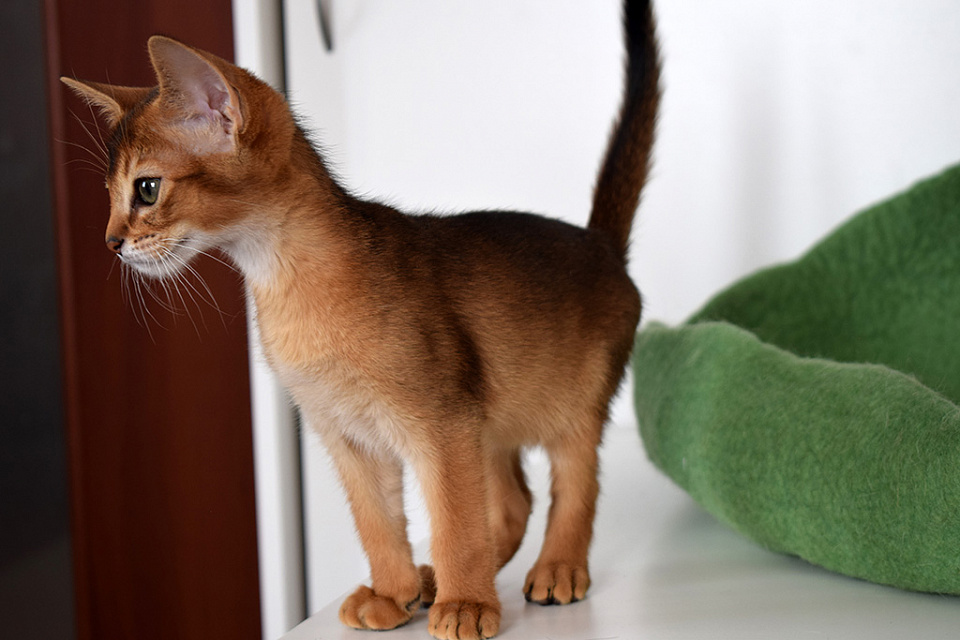Фотография абиссинсккого кота «Батута» дикого окраса из питомника «Зефир»