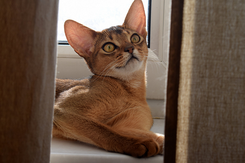 Фотография абиссинсккой кошки «Асоки» дикого окраса из питомника «Зефир»