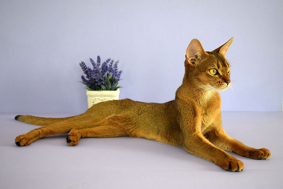 Фотография абиссинсккой кошки «Вишни» дикого окраса из питомника «Зефир»
