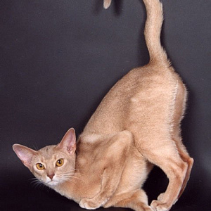Фото абиссинской кошки fawn