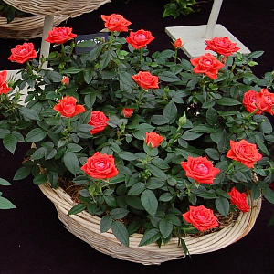 Миниатюрные розы (безопасное растение для кошек)