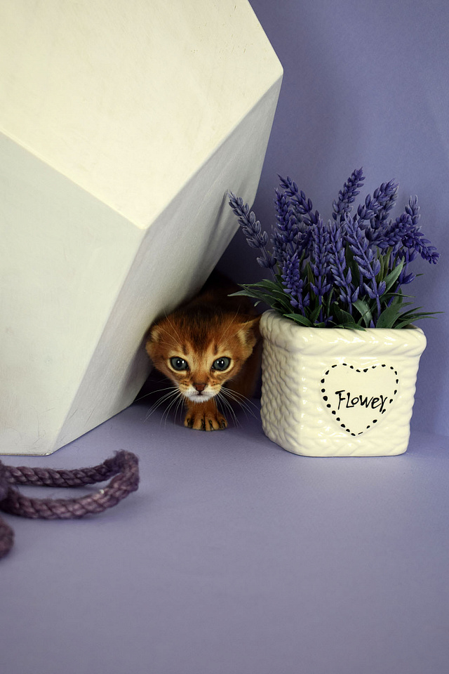 Фото абиссинсккой кошки «ZEPHYR ABY VISHNYA» дикого окраса из питомника «Зефир»
